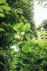 Sunlit Tropical Leaves in Lush Jungle, Kathu, Phuket, Thailand