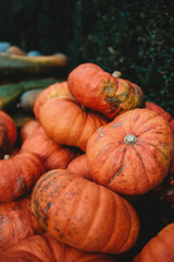 Pumpkin harvest at a farm 1