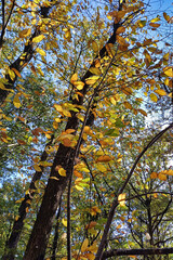 Châtaignier dans la lumière d' automne