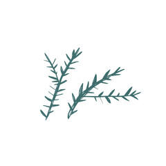 Hand drawn scandinavian fir branches in simple nordic minimal style for modern christmas decor and natural design projects