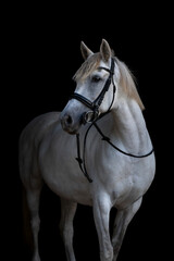 Obraz premium A graceful white horse in a fine art portrait, photographed against a deep black background. The horse bends its neck in a calm, elegant pose, showcasing purity, harmony, and strength.