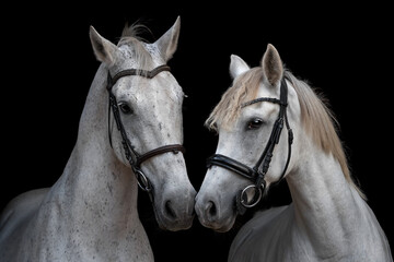 Obraz premium Two graceful white horses captured in a fine art portrait against a deep black background. Their calm and intimate pose expresses connection, harmony, and beauty. This elegant equine artwork