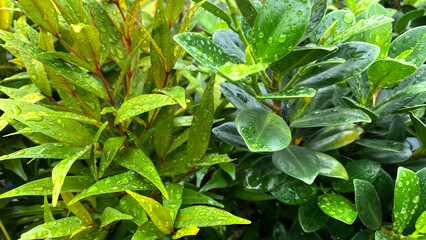 Green Leafy Plants with Water Droplets in Garden Setting