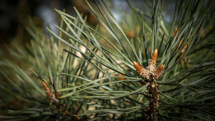 Close-up of pine needles and small brown spring buds in a forest