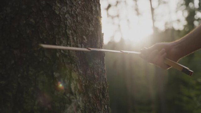 Close-up of a forestry worker measuring the diameter of a tree trunk using a caliper in sunlight. Represents forest management, environmental care, and sustainable resource use.