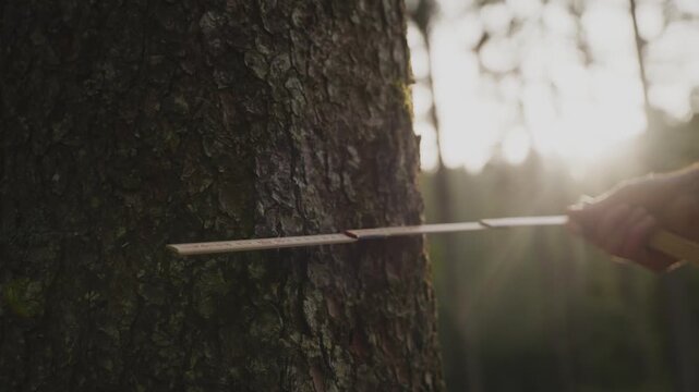 Close-up of a forestry worker measuring the diameter of a tree trunk using a caliper in sunlight. Represents forest management, environmental care, and sustainable resource use.