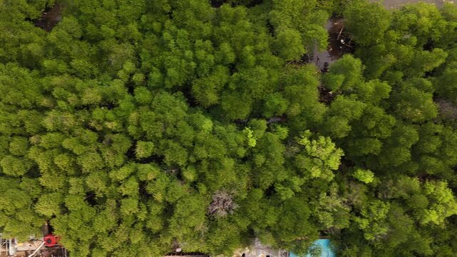 Aerial view of lush mangrove forests in tropical coastal areas showing dense green canopies thriving in salty and brackish intertidal waters