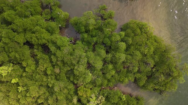 Aerial view of lush mangrove forests in tropical coastal areas showing dense green canopies thriving in salty and brackish intertidal waters