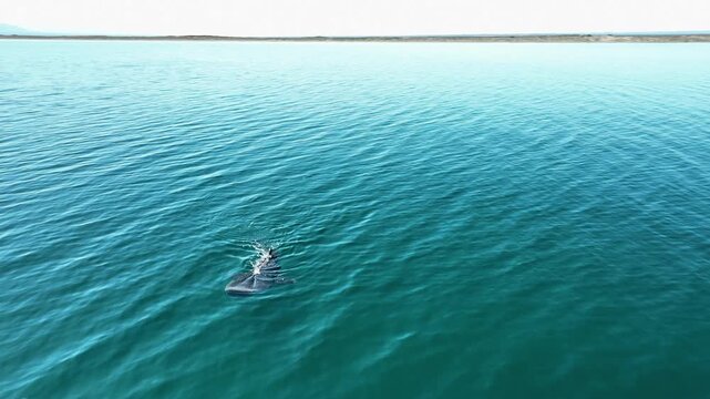 Panoramic drone shot circling a whale shark in clear sea water, sunny day