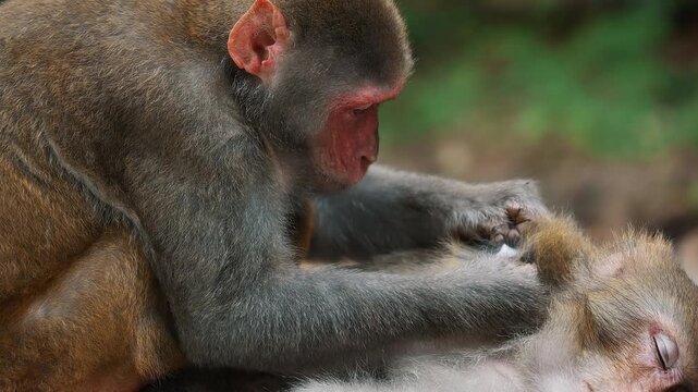 A monkey catching lice for another.
