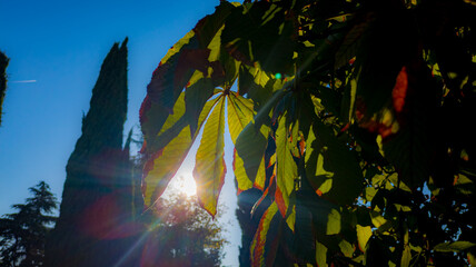 Sunlight filtering through green leaves with autumn tones.