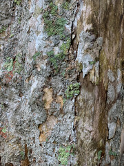 tree bark texture