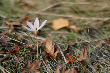A candid, authentic bloom stands among dry leaves and grass, bathed in soft daylight, conveying simple truth and natural beauty with quiet honesty.