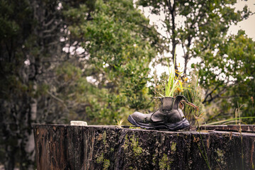 An Old Work Boot on a Mossy Stump with a Flower in the Tarkine Rainforest, Tasmania