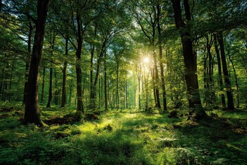 Fototapeta premium Sunlit Forest Canopy with Green Foliage and Dense Undergrowth in Woodlands Scenery at Golden Hour with Sunlight Streaming Through the Leaves