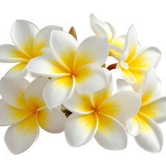 Fototapeta premium Frangipani Flower Cluster, Angled Side View, Transparent PNG