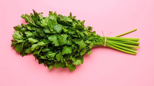 Fresh parsley bunch on pink background