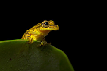 Scinax elaeochroa, commonly known as the Sipurio snouted treefrog, or olive snouted treefrog, is a species of frog in the family Hylidae.