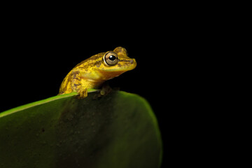 Scinax elaeochroa, commonly known as the Sipurio snouted treefrog, or olive snouted treefrog, is a species of frog in the family Hylidae.