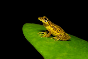 Scinax elaeochroa, commonly known as the Sipurio snouted treefrog, or olive snouted treefrog, is a species of frog in the family Hylidae.