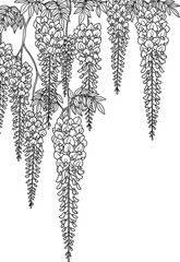 Delicate black and white line drawing of cascading wisteria flowers on a white background © MstSharibun