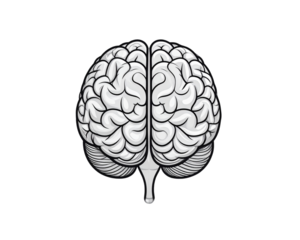 A simple black line art illustration of a human brain, symmetrical outline with smoot