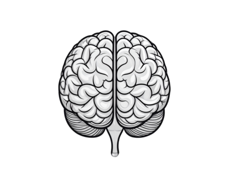 A simple black line art illustration of a human brain, symmetrical outline with smoot