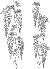 Delicate hand drawn botanical illustration of cascading wisteria vines with detailed leaves and floral elements on a white background