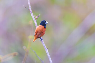 Chestnut Munia(Lonchura atricapilla), beautiful little bird on  the tree branch.