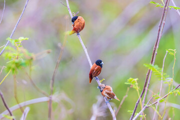 Chestnut Munia(Lonchura atricapilla), beautiful little bird on  the tree branch.