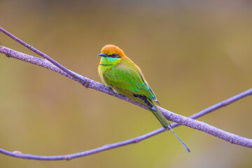 Green Bee-eater (Merops orientaiis) A beautiful little bird on the branches.