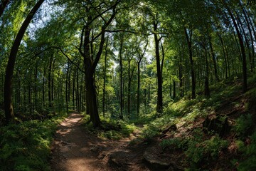 Fototapeta premium Sun Drenched Forest Path Through Lush Green Trees and Foliage in Natural Setting Under Bright Sky