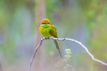 Green Bee-eater (Merops orientaiis) A beautiful little bird on the branches.