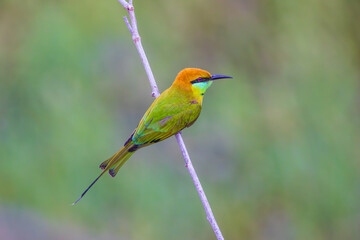 Green Bee-eater (Merops orientaiis) A beautiful little bird on the branches.