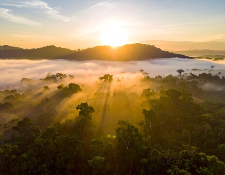 Aerial view of a lush rainforest at sunrise, bathed in soft light
