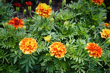 beautiful bright marigold flowers growing in the garden