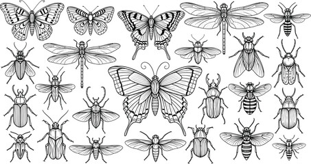 Insect illustration set, black and white entomology vector, butterfly dragonfly beetle bee fly graphics, detailed line art, biological reference design