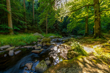 stream in the forest