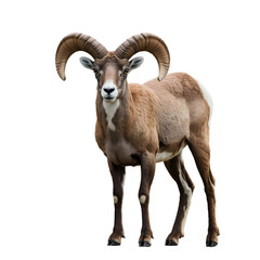 Obraz premium A male mouflon ram with large curved horns standing on a transparent background