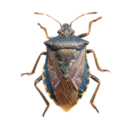 brown marmorated stink bug on white background.