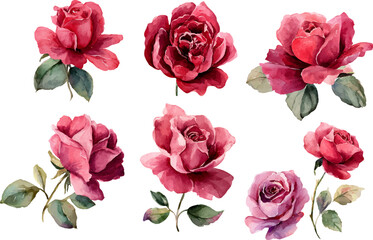 Naklejka premium bouquet of roses