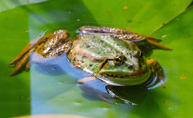 frog in the pond