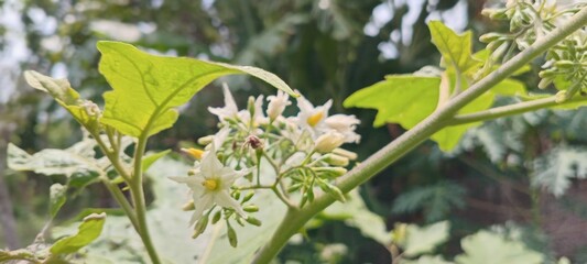 The white, star-shaped flowers of the takokak plant have a yellow pistil in the center. They grow in clusters at the end of stems against a backdrop of broad green leaves.