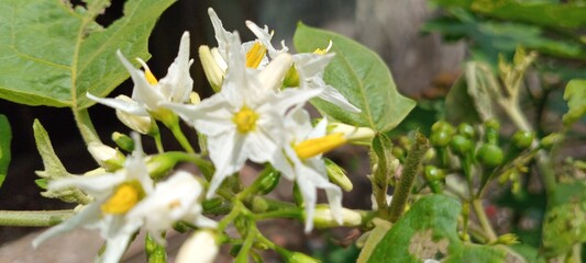 The white, star-shaped flowers of the takokak plant have a yellow pistil in the center. They grow in clusters at the end of stems against a backdrop of broad green leaves.