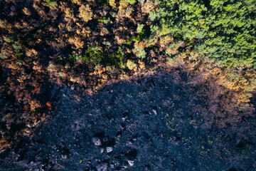 A top down abstract view of the border between burnt and green forest The Stark Contrast of Destruction and Life