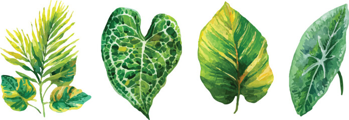 green leaves on white background