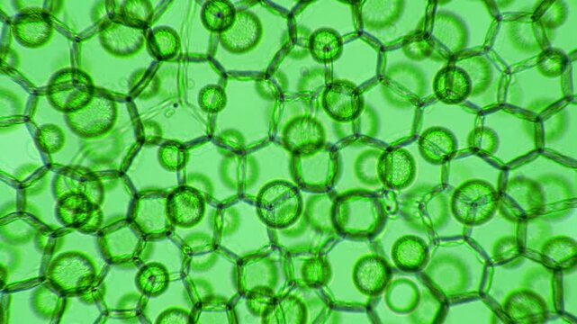 Microscopic ecu of vibrant emerald-green plant cells, intricate polygonal cell walls, active chloroplasts, fluid cytoplasmic streaming, illuminated by uniform light. Concept of cellular biology