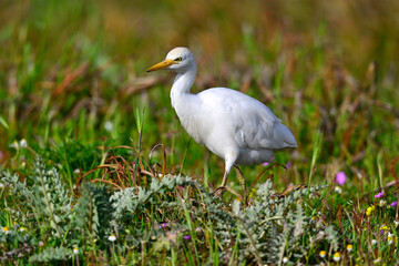 Western cattle egret // Kuhreiher (Ardea ibis)