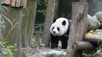 Obraz premium Giant panda walking through forest