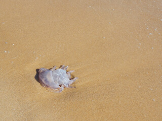 A transparent jellyfish, with beach sand inside it, has been carried by a wave from the sea. It is on fine and clean sand, exposed to the midday sun in Piles (Valencia, Spain).